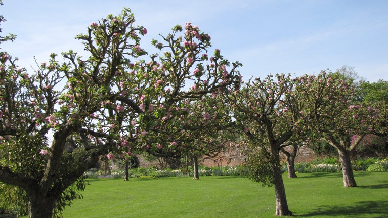 Spring blossom in the walled garden, Baddesley Clinton, Warwickshire